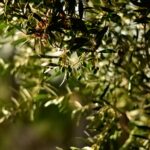 solvetra-olive-oil